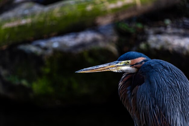 Ein Vogel mit langem Schnabel und gelben Augen