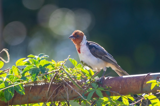 Ein Vogel mit rotem Kopf sitzt auf einem Ast.