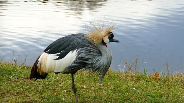 Foto ein vogel mit rotem kopf steht im gras neben einem gewässer