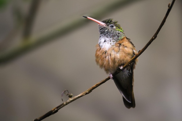 Ein Vogel mit rotem Kopf und orangefarbenen Federn sitzt auf einem Ast.