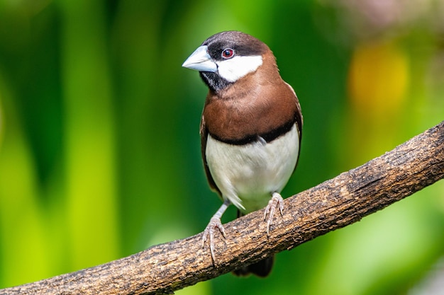 Ein Vogel mit roten Augen sitzt auf einem Ast.