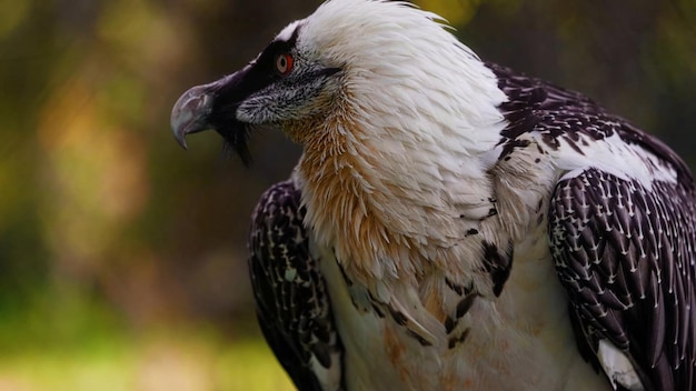 Ein Vogel mit schwarzem Schnabel