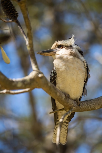 Ein Vogel mit weißer Brust und schwarzen Federn