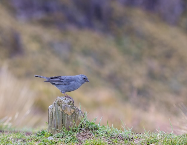Ein Vogel sitzt auf beschädigtem Holz
