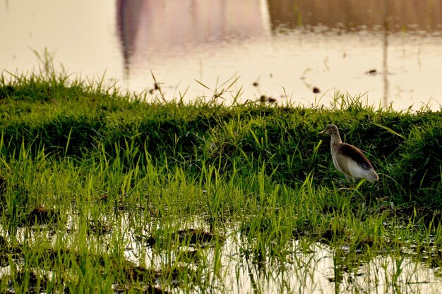 Foto ein vogel sitzt auf dem gras am seeufer