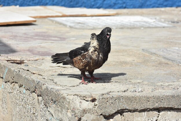 Ein Vogel sitzt auf dem Land