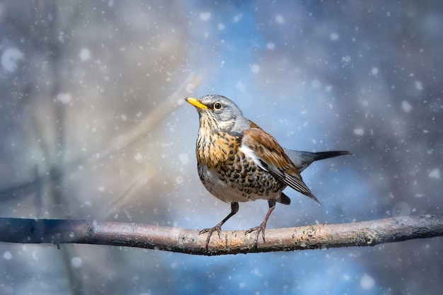 Ein Vogel sitzt auf einem Ast im Schnee
