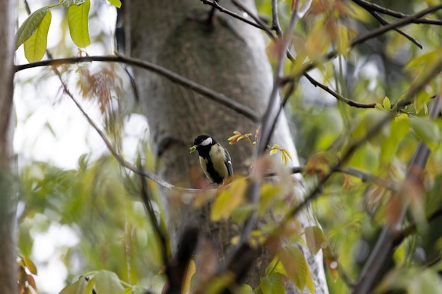 Ein Vogel sitzt auf einem Ast im Wald.