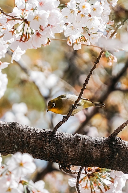 Ein Vogel sitzt auf einem Ast in einem Baum mit weißen Blüten.