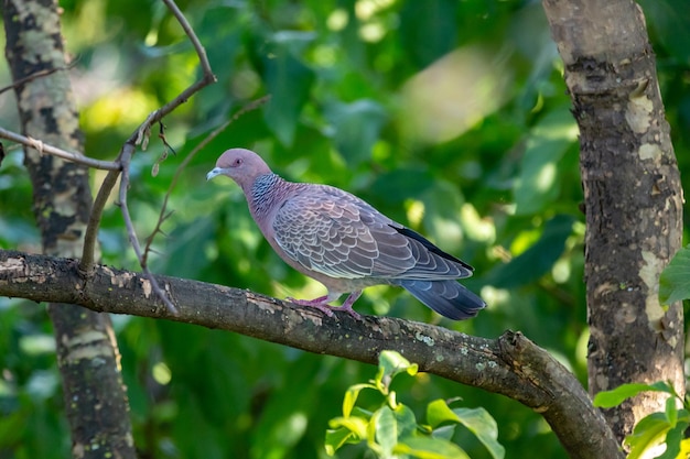 Ein Vogel sitzt auf einem Ast in einem Baum und die Sonne scheint.