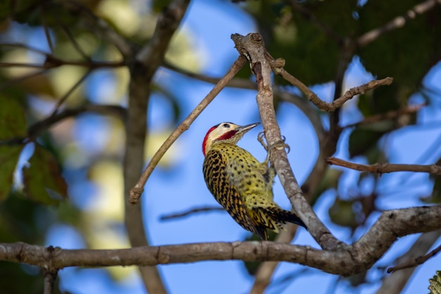 Ein Vogel sitzt auf einem Ast in einem Baum.