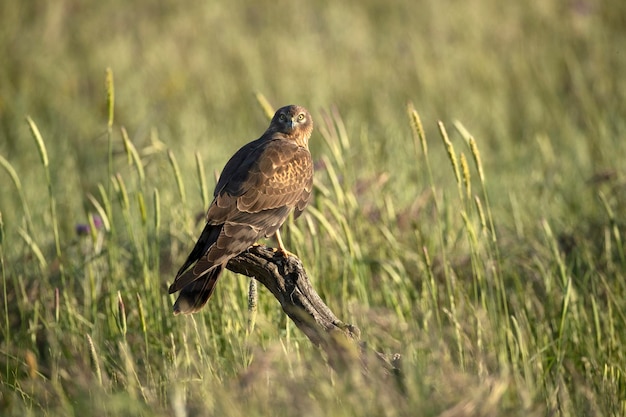 Ein Vogel sitzt auf einem Ast in einem Feld mit hohem Gras.