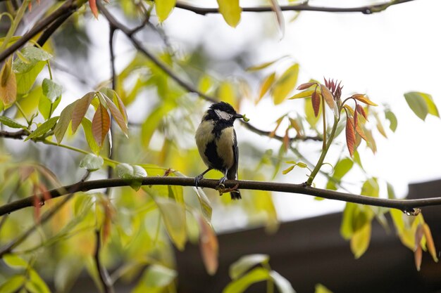 Ein Vogel sitzt auf einem Ast mit Blättern darauf