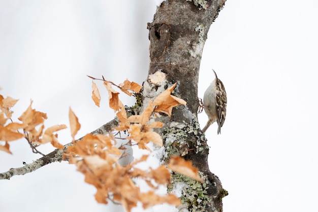 Ein Vogel sitzt auf einem Ast mit einem Blatt darauf.