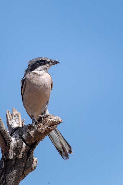 Ein Vogel sitzt auf einem Ast mit einem blauen Himmel im Hintergrund