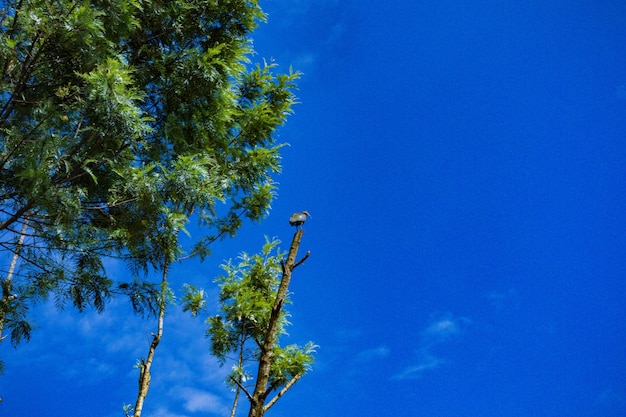 ein Vogel sitzt auf einem Baum mit einem blauen Himmel im Hintergrund