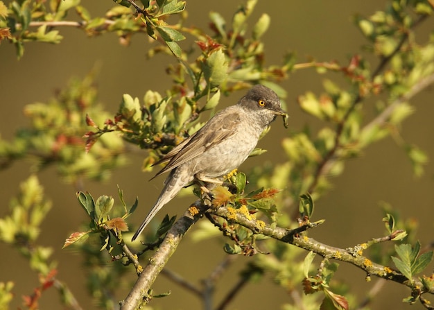 Foto ein vogel sitzt auf einem baum