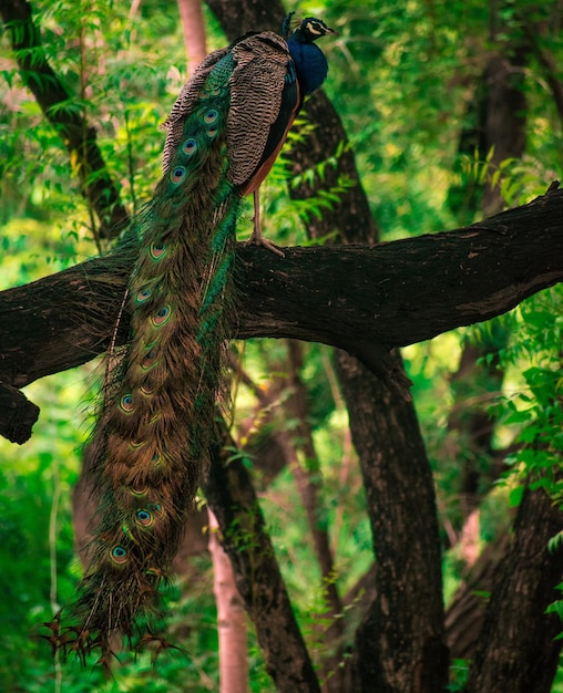 Foto ein vogel sitzt auf einem baum