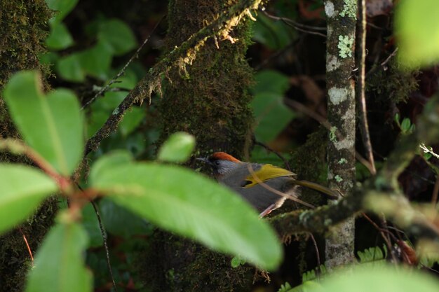 Foto ein vogel sitzt auf einem baum