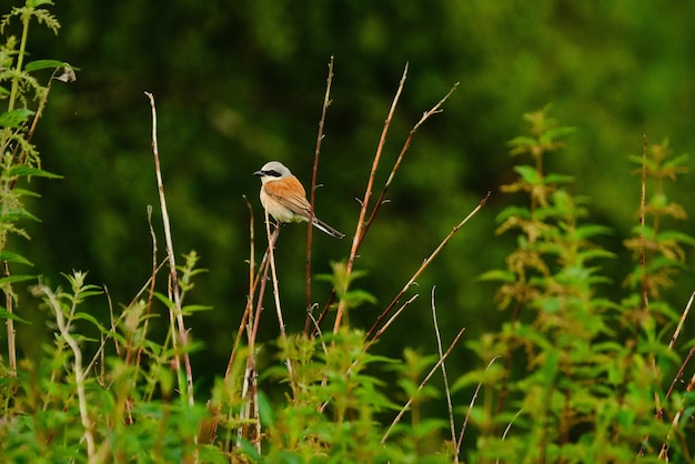 Foto ein vogel sitzt auf einem baum