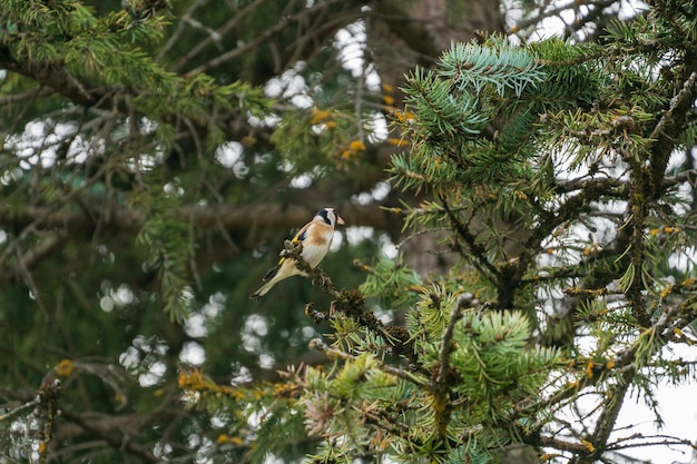Ein Vogel sitzt auf einem Baumzweig