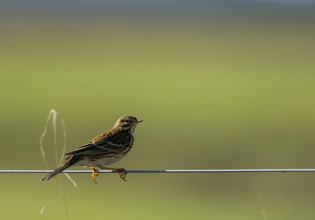 Ein Vogel sitzt auf einem Draht