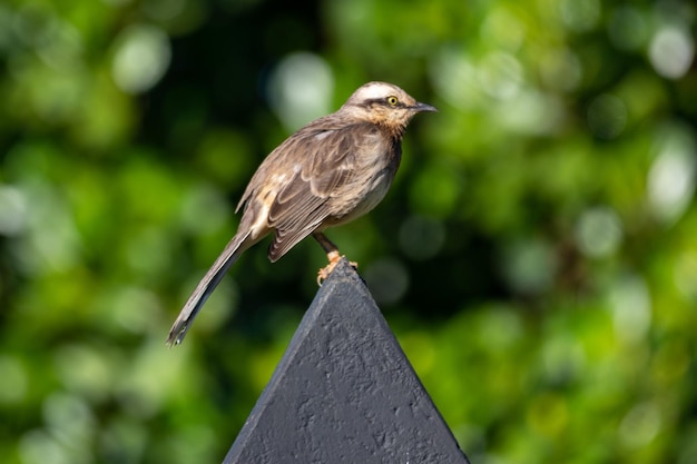 Ein Vogel sitzt auf einem dreieckigen Gegenstand mit grünen Blättern dahinter.