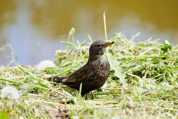 Foto ein vogel sitzt auf einem feld