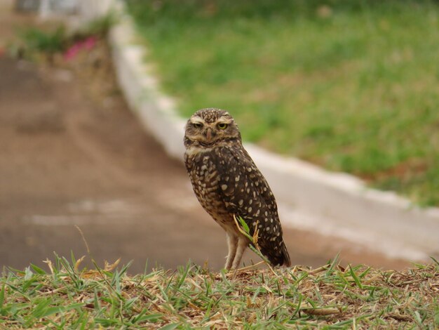 Ein Vogel sitzt auf einem Feld