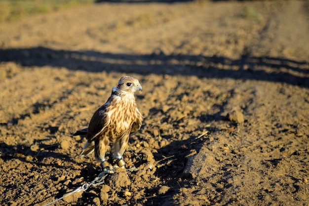 Foto ein vogel sitzt auf einem feld