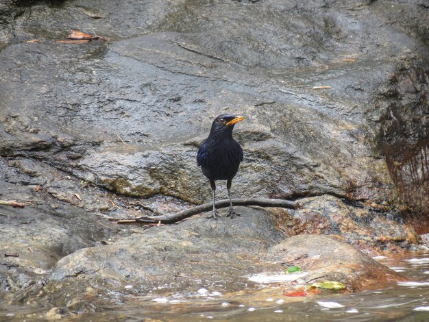 Foto ein vogel sitzt auf einem felsen am fluss