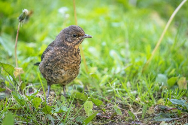 Ein Vogel sitzt auf einem grasbewachsenen Feld