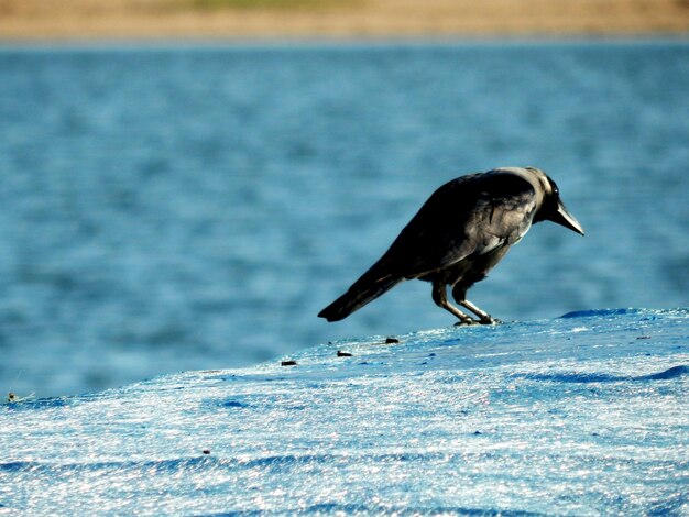 Ein Vogel sitzt auf einem Meer