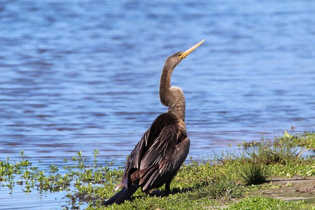 Foto ein vogel sitzt auf einem see