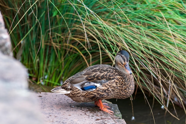 Foto ein vogel sitzt auf einem see