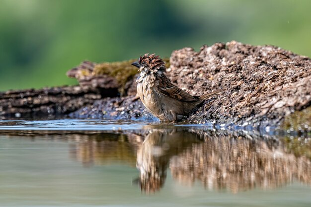 Foto ein vogel sitzt auf einem see