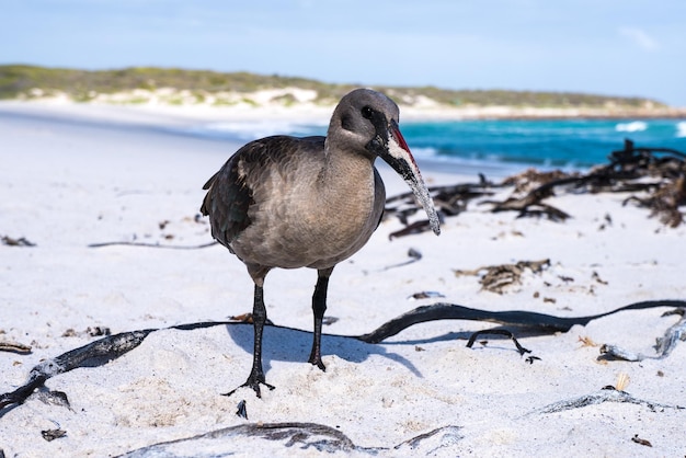 Foto ein vogel sitzt auf einem strand