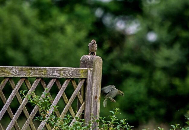 Foto ein vogel sitzt auf einem zaun