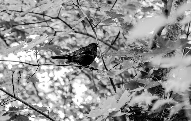 Foto ein vogel sitzt auf einem zweig