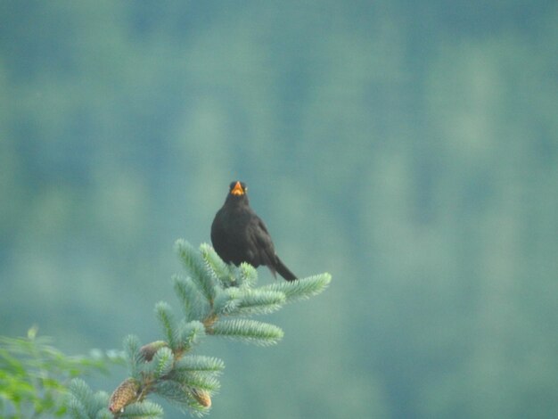 Foto ein vogel sitzt auf einem zweig