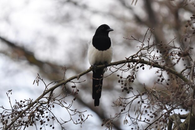 Foto ein vogel sitzt auf einem zweig