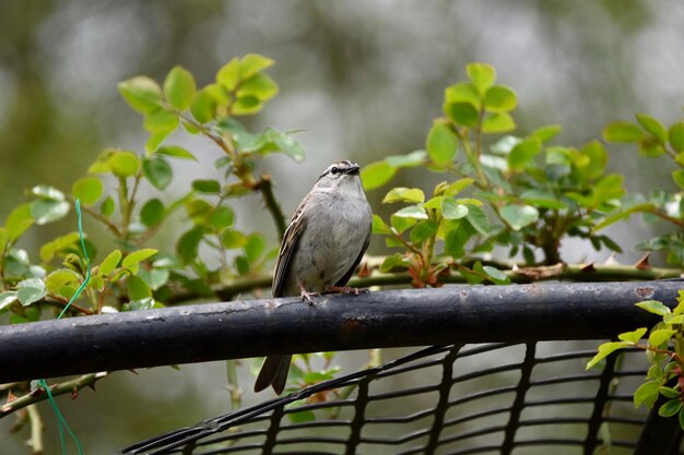 Foto ein vogel sitzt auf einer pflanze