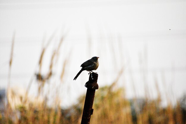 Foto ein vogel sitzt auf einer pflanze