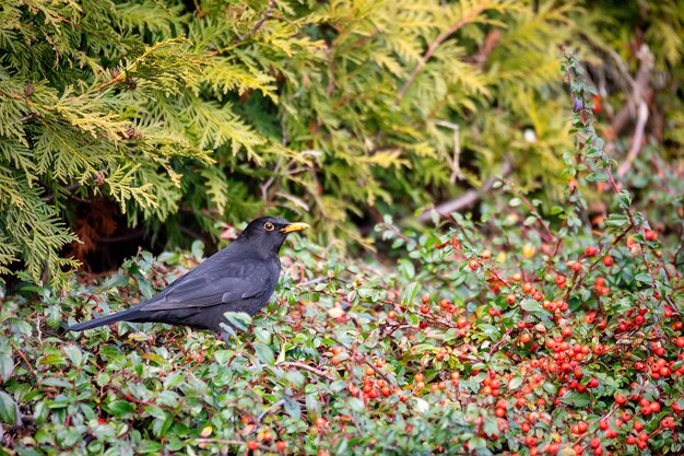 Foto ein vogel sitzt auf einer pflanze