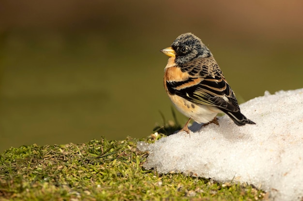 Ein Vogel sitzt auf einer schneebedeckten Oberfläche.