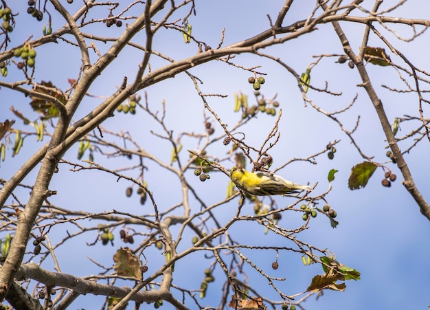 Ein Vogel sitzt in einem Baum mit einem blauen Himmel dahinter.