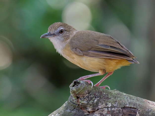 Foto ein vogel sitzt mit einem grünen hintergrund auf einer zweigstücke