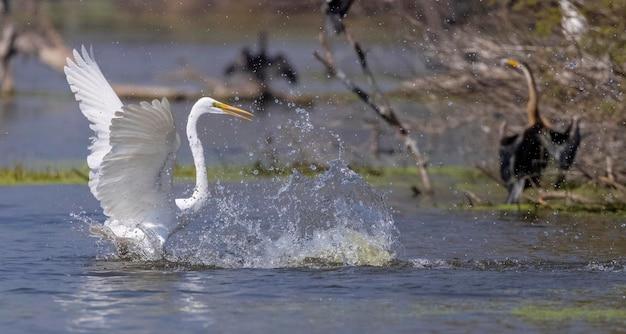 Ein Vogel spritzt Wasser in die Luft.