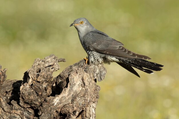 ein Vogel steht auf einem Baumstamm mit einem Vogel darauf