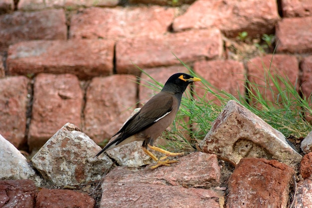 Ein Vogel steht auf einer Felswand.